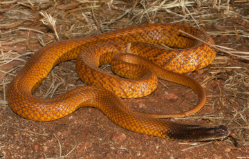 Картинка животные змеи +питоны +кобры змея