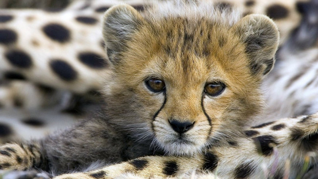 Обои картинки фото животные, гепарды, взгляд, гепард, мать, котенок, детеныш