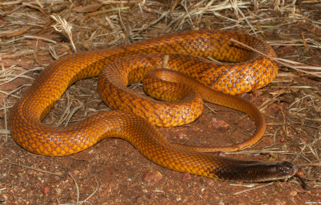 Обои картинки фото животные, змеи,  питоны,  кобры, змея