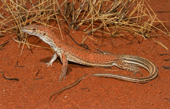 Обои картинки фото животные, Ящерицы,  игуаны,  вараны, ящерка