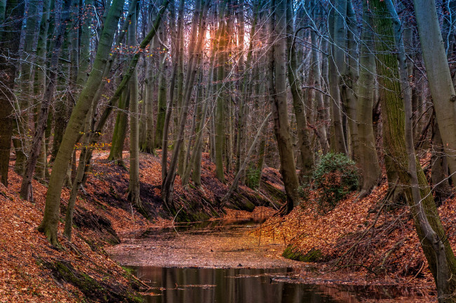 Обои картинки фото природа, реки, озера, лес, река