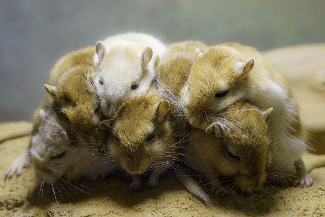 Обои картинки фото животные, крысы,  мыши, мышки