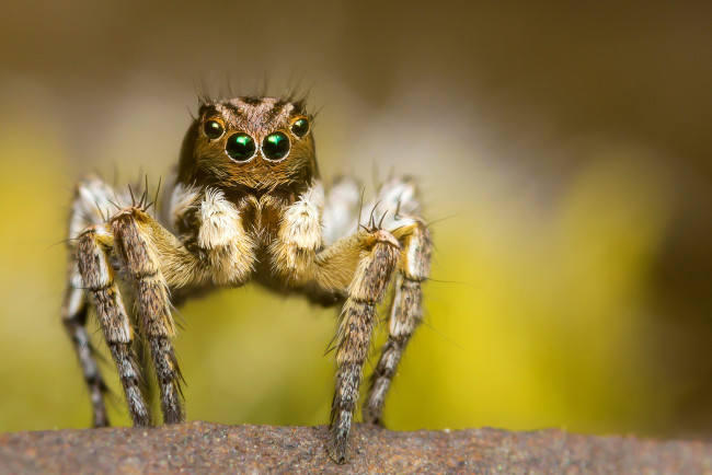 Обои картинки фото животные, пауки, паучок