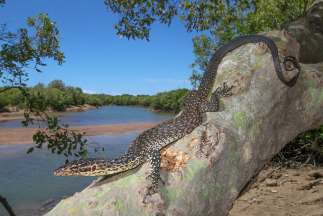 Обои картинки фото животные, Ящерицы,  игуаны,  вараны, ящерка