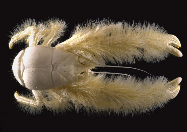 Обои картинки фото yeti crab, животные, крабы,  раки, членистоногие, чёрный, фон, yeti, crab, белый