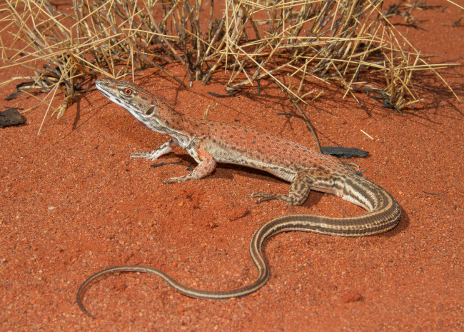 Обои картинки фото животные, Ящерицы,  игуаны,  вараны, ящерка