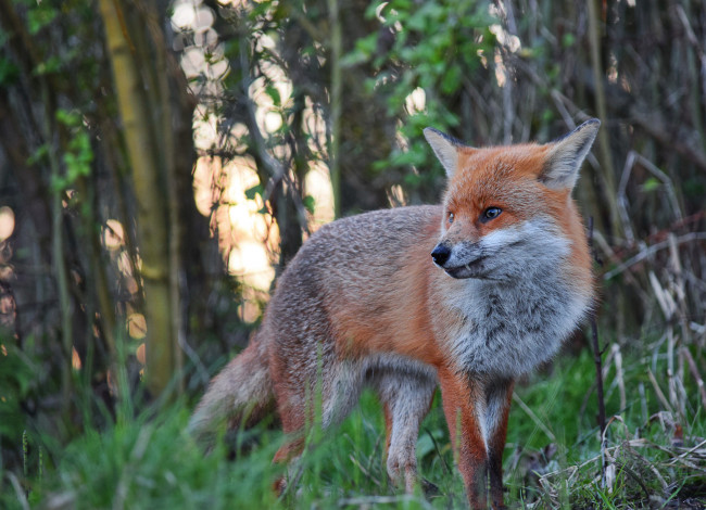 Обои картинки фото животные, лисы, лисичка