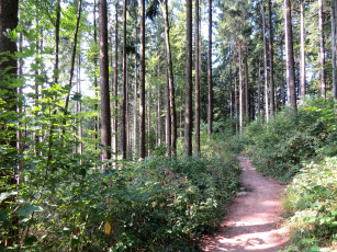 Картинка природа лес тропинка