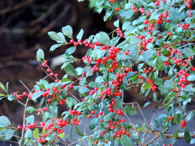 Обои картинки фото природа, Ягоды, капли