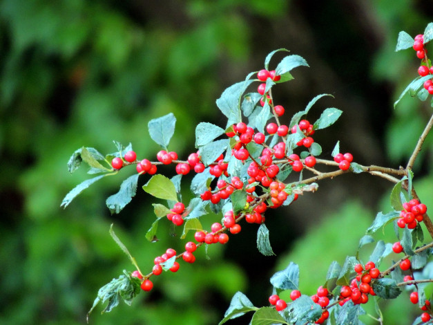 Обои картинки фото природа, Ягоды, ветка, ягоды, капли