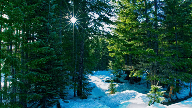 Обои картинки фото природа, лес, национальный, заповедник, уилламетт, штат, орегон, сша