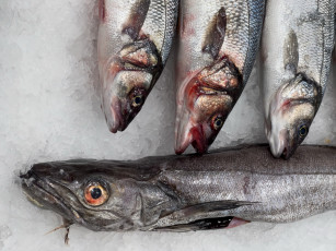 Картинка еда рыба +морепродукты +суши +роллы свежая