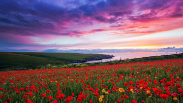 Картинка природа луга тучи луг цветы маки лето