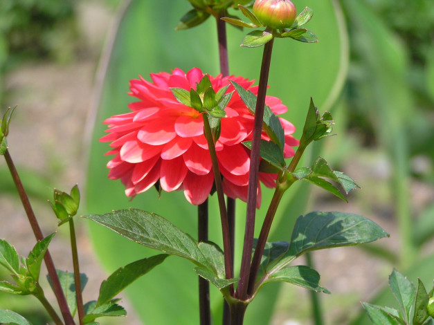 Обои картинки фото цветы, георгины