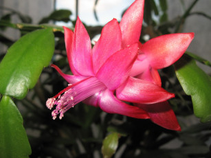 обоя цветы, кактусы