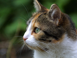 Картинка животные коты