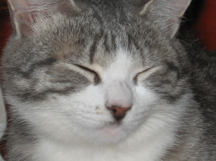 Картинка животные коты