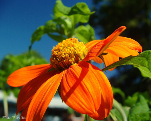 Обои картинки фото цветы, георгины