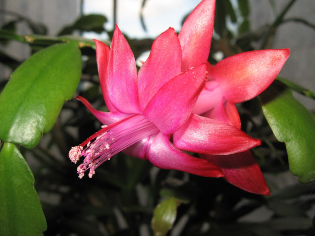 Обои картинки фото цветы, кактусы