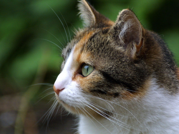 Обои картинки фото животные, коты