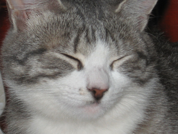 Обои картинки фото животные, коты