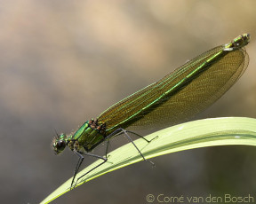 Картинка животные стрекозы