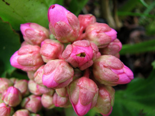 Картинка bergenia цветы