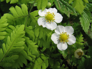 Картинка цветы