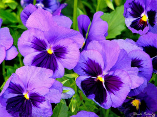 Картинка цветы анютины глазки садовые фиалки