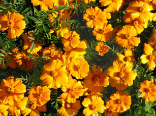 Картинка цветы бархатцы