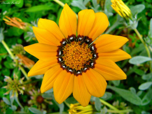 обоя цветы, газания