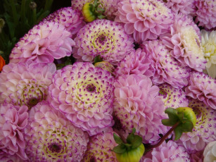 Картинка цветы георгины