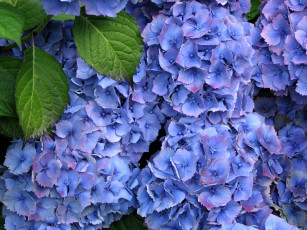 обоя цветы, гортензия