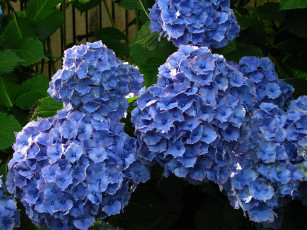 Картинка цветы гортензия