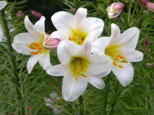 Картинка цветы лилии лилейники