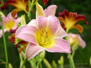 Картинка цветы лилии лилейники