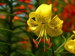 Картинка цветы лилии лилейники