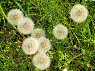 Картинка цветы одуванчики