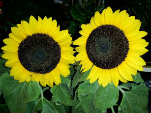 Картинка цветы подсолнухи