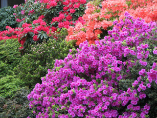 Картинка цветы рододендроны азалии