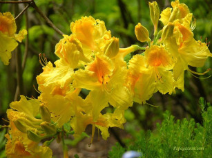 Картинка цветы рододендроны азалии