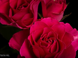 Картинка цветы розы