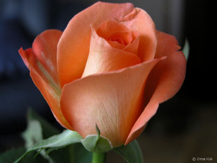 Картинка цветы розы