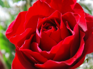 Картинка цветы розы