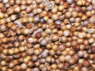 Картинка еда крупы зерно специи семечки