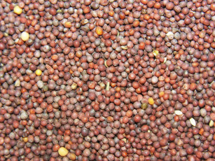 Картинка еда крупы зерно специи семечки