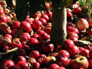 Картинка еда Яблоки