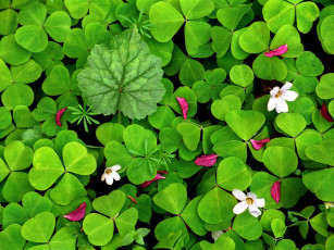 Картинка oxalis in spring цветы луговые полевые