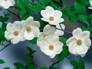 Картинка pacific dogwood blossoms over the merced river yosemite national park california цветы кизил