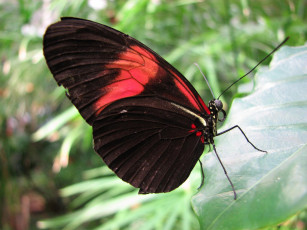 Картинка животные бабочки